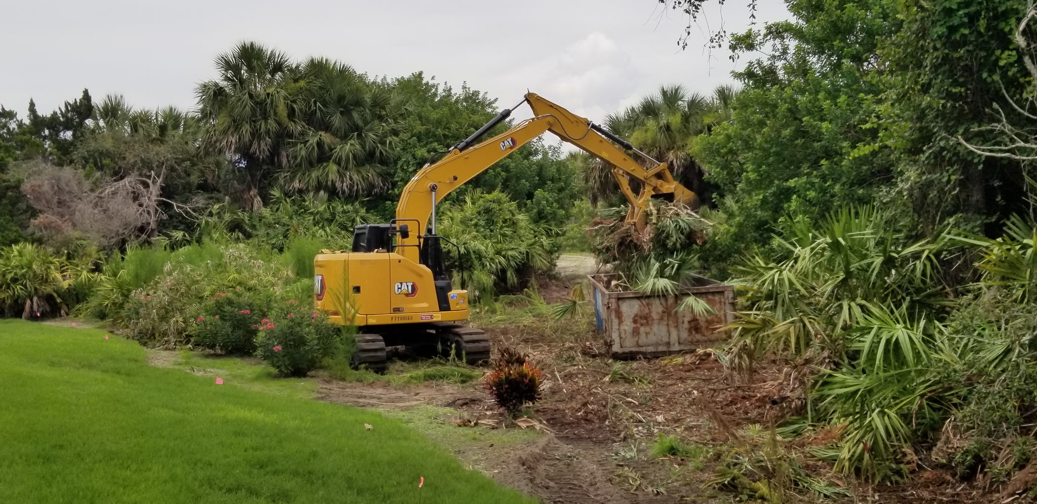 Excavator clearing brush and palms into a dumpster