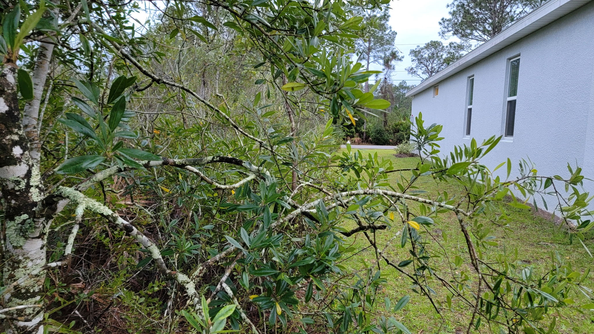 Dense overgrown brush and understory before land clearing begins