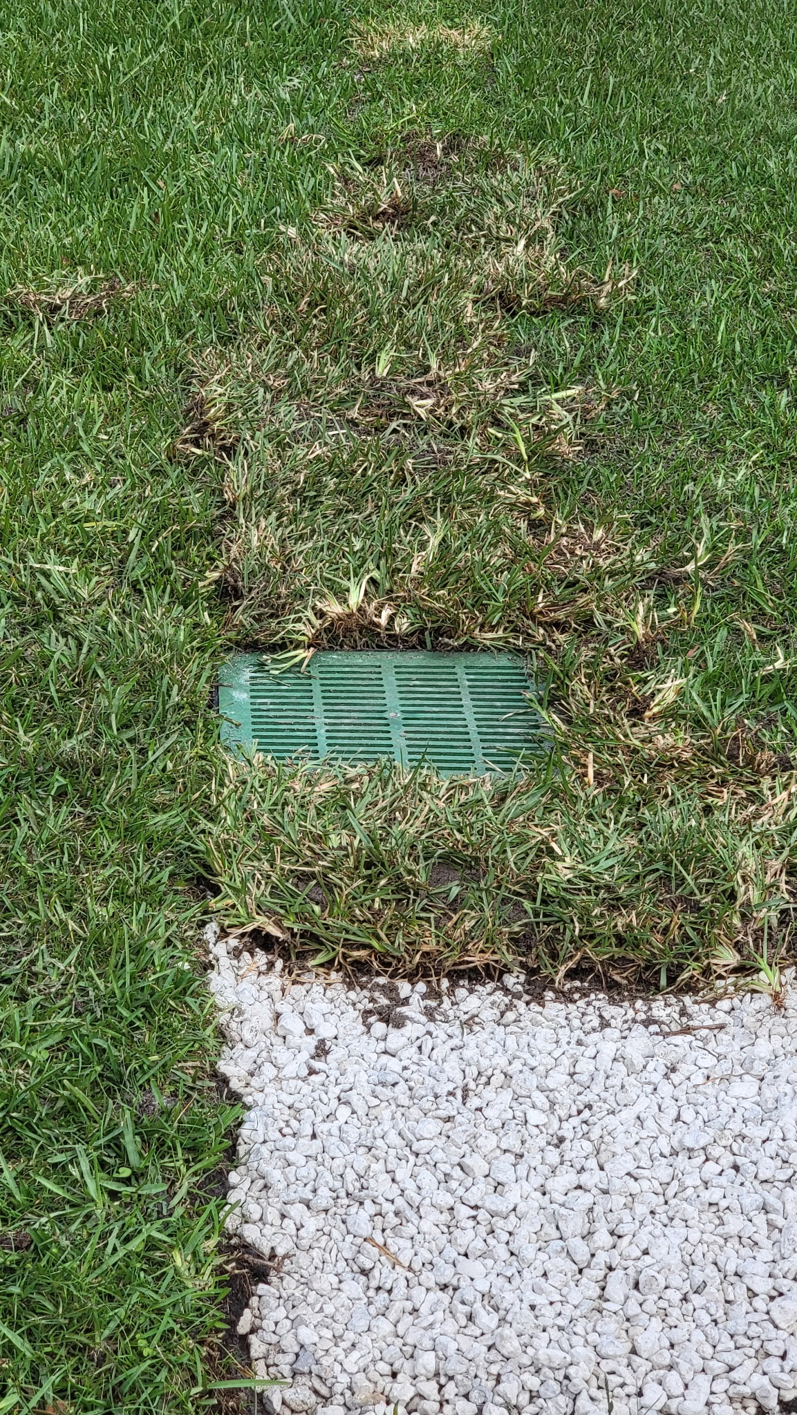 Finished drainage grate installed flush with the lawn next to a shell walkway